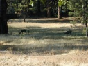 Yosemite National Park: Wawona: herten