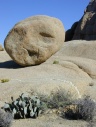 Joshua Tree: Jumbo Rocks