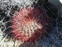 Joshua Tree: naar Ryan Mountain: cactus