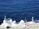 La Jolla: pelicanen