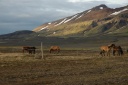 Paarden bij de Nyidalurhut