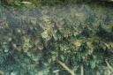 Onderwaterdennenbos in Landmannalaugar