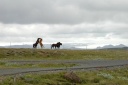Paarden bij Gullfoss