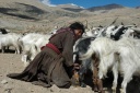 De Changpa nomaden 