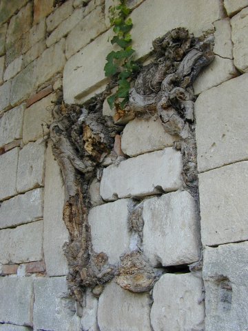 ppde-le-Vieux: muur met begroeiing