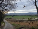 Wijnstokken tussen Gordes en Roussillon