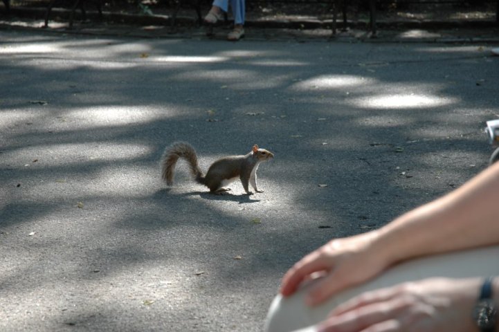 Eekhoorn in Central Park