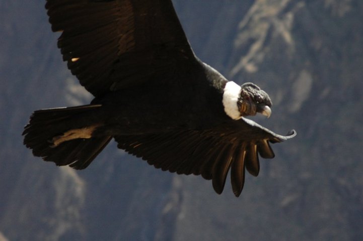 Colca vallei: Condor