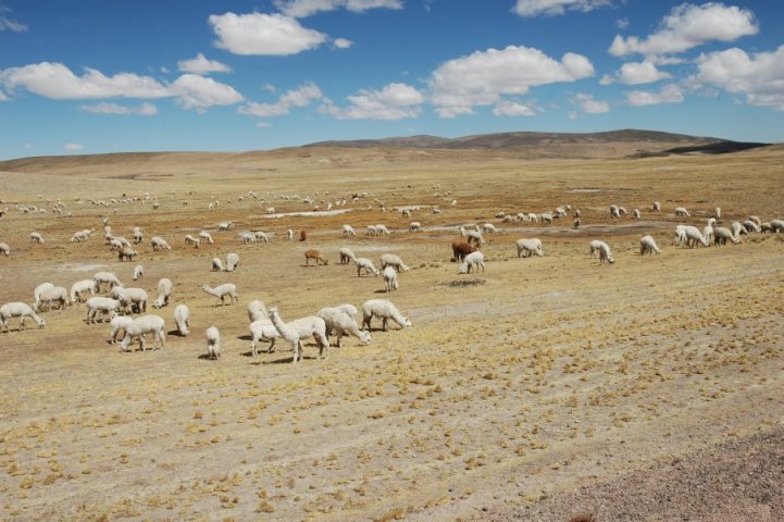 Van Chivay naar Puno