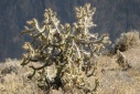 Cactus (Colca vallei)
