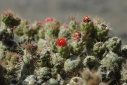 Cactus (Colca vallei)