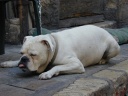 Hond in Grasse