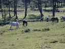 Paarden in Sierra de Barbanza