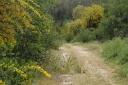 De mimosa-weg tussen Pidnei en Letoon